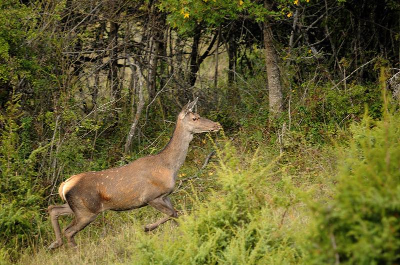 pomellatura nei cerbiatti